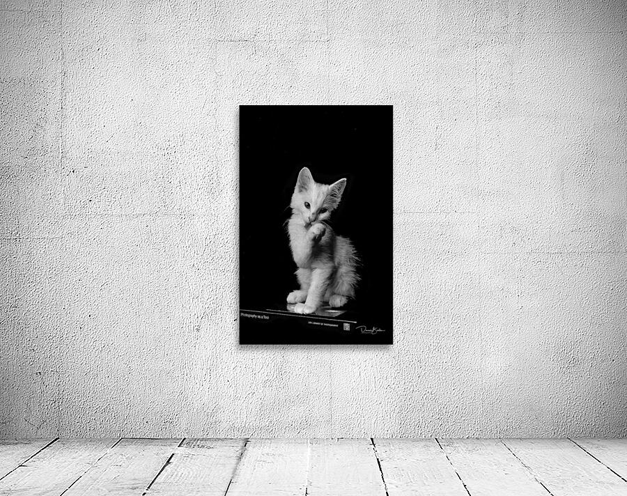 Cat BW Scan Wall Preview