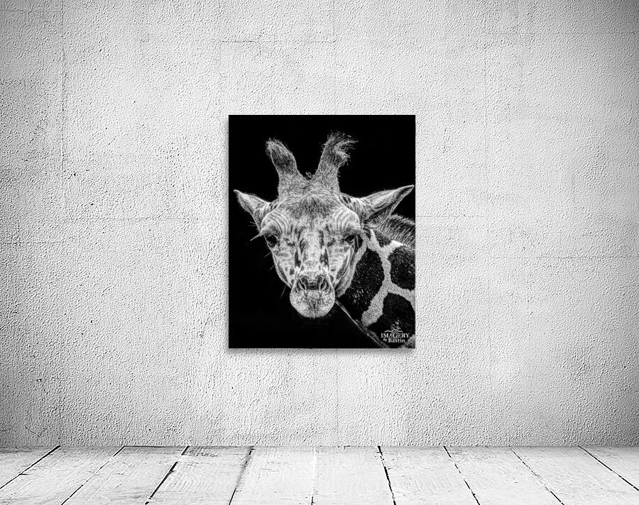 Giraffe BW Portrait  Wall Preview