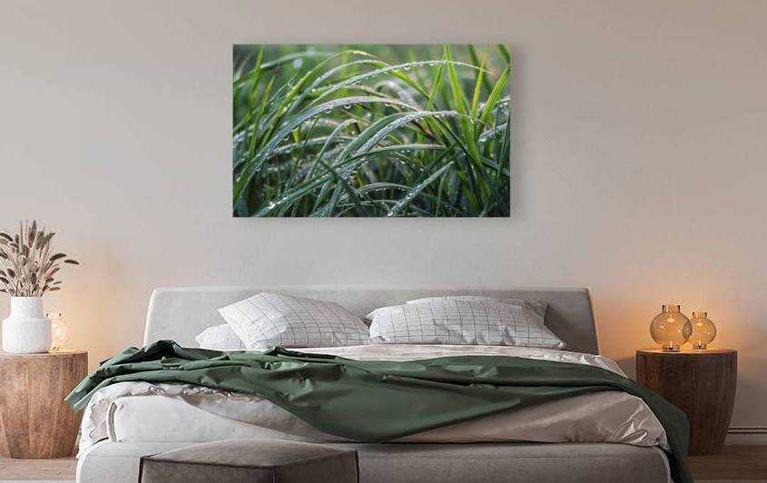 damp green grass blades beautifully captured with by Hritcu Elena