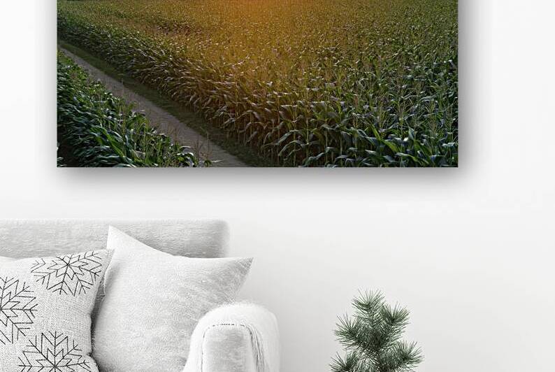 A serene picturesque view of a lush green cornfie by Hritcu Elena