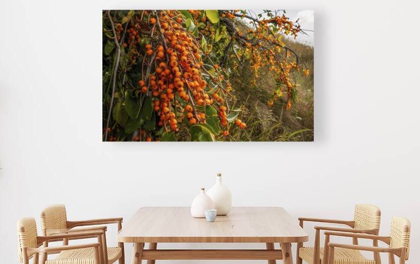 close up of ripe sea buckthorn berries 2 by Hritcu Elena