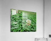 IMG_0007 Acrylic Print