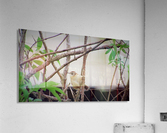 IMG_0012 Acrylic Print