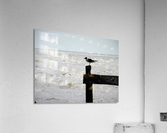 IMG_0067 Acrylic Print