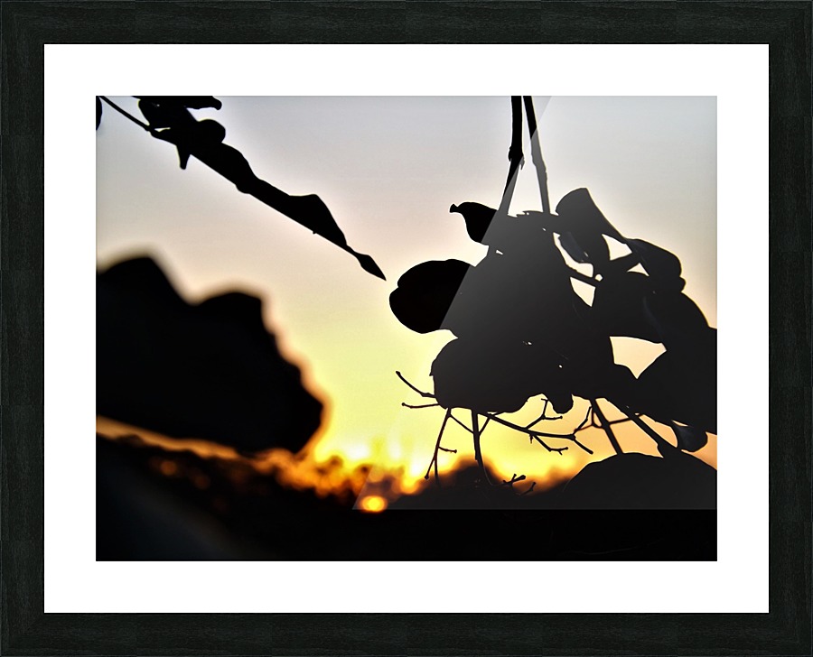 DSCF2976 Picture Frame print