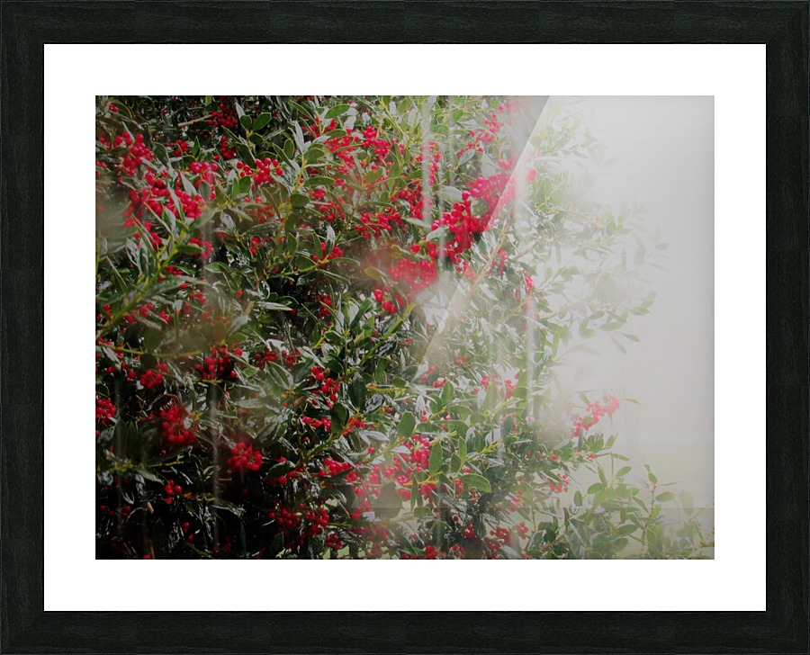 IMG_0004 Picture Frame print