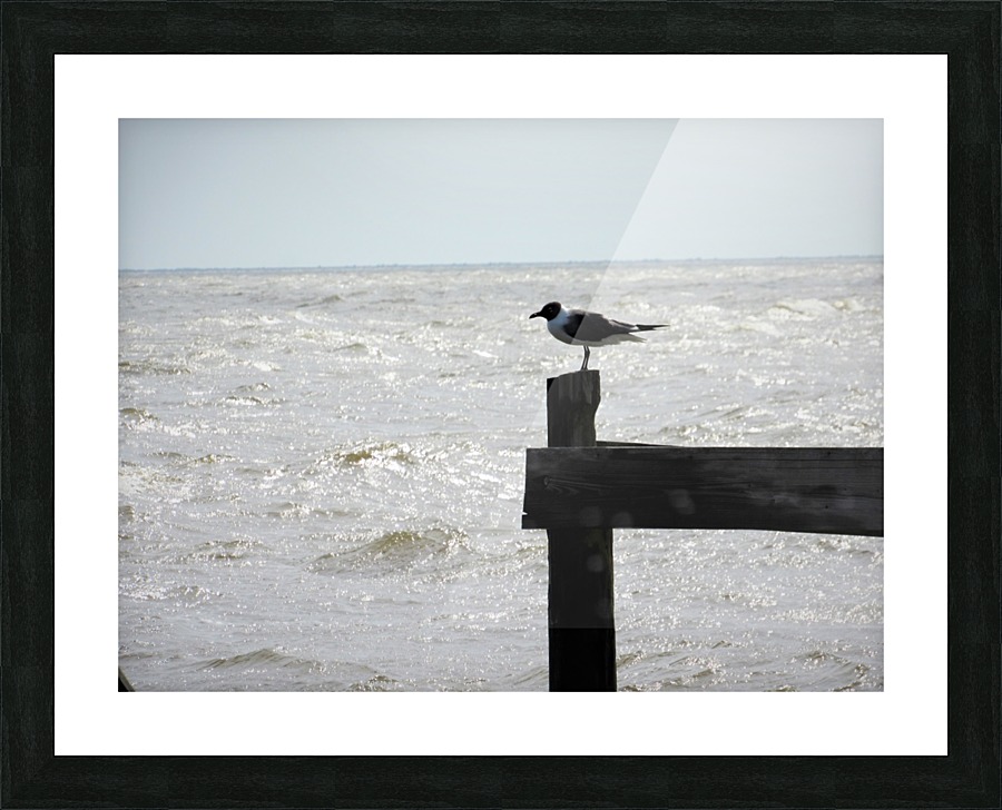 IMG_0067 Picture Frame print