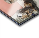 1000018757 Acrylic print