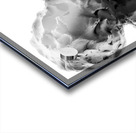 Beloved Companion 1 --- PSX 20250808 175342 Acrylic print