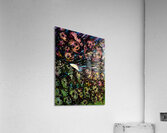 PAREID 1 Acrylic Print