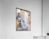 20230817 165011 Acrylic Print