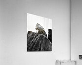 PSX 20250706 204652 Acrylic Print