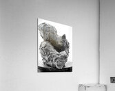 Beloved Companion 1 --- PSX 20250808 180623 Acrylic Print