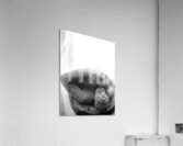 Beloved Companion 2 - 1 Acrylic Print