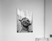 Day of Atonement --- 20251104 074424 Acrylic Print