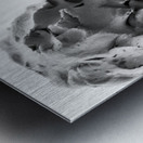 Beloved Companion 1 --- PSX 20250808 175342 Metal print