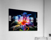 Tulipan Acrylic Print