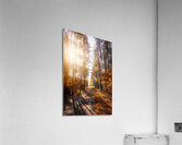 Forest scent Acrylic Print