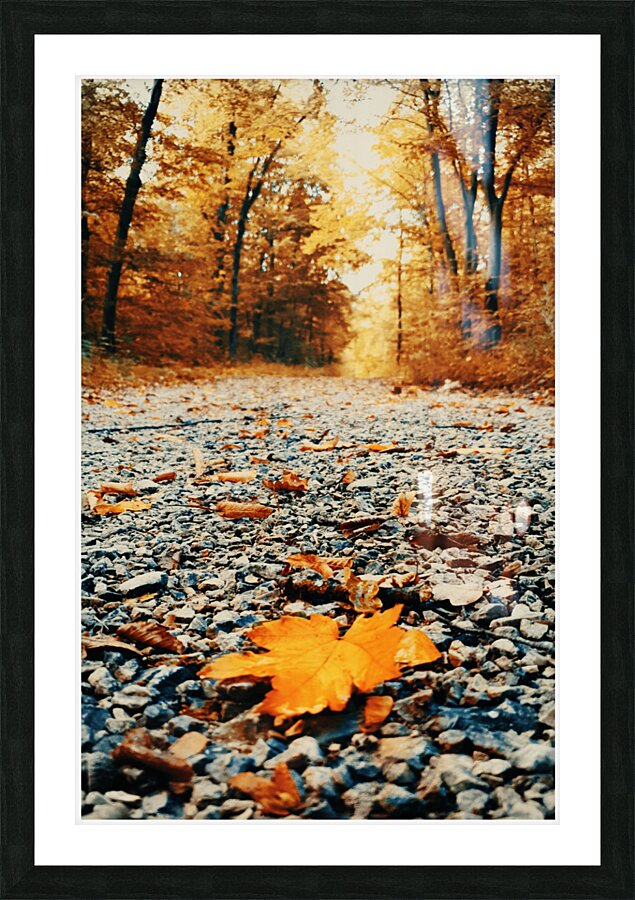 Forest Path Picture Frame print