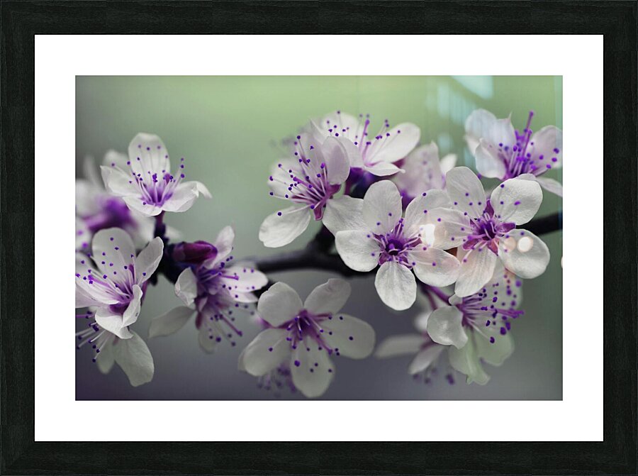 Pink Petals Picture Frame print