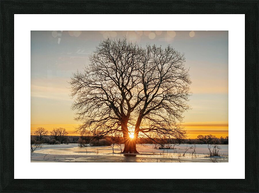 suntree Picture Frame print