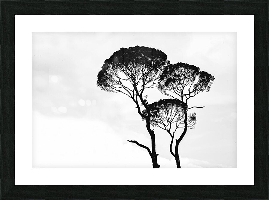 Tree twins Picture Frame print