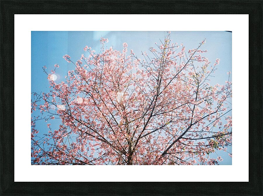 Blossom Picture Frame print