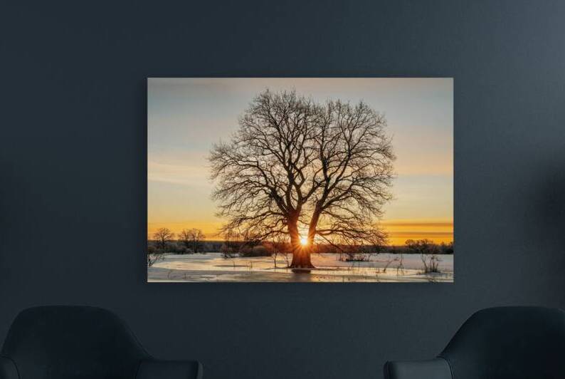 suntree by Pacoraman
