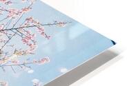 Blossom HD Metal print