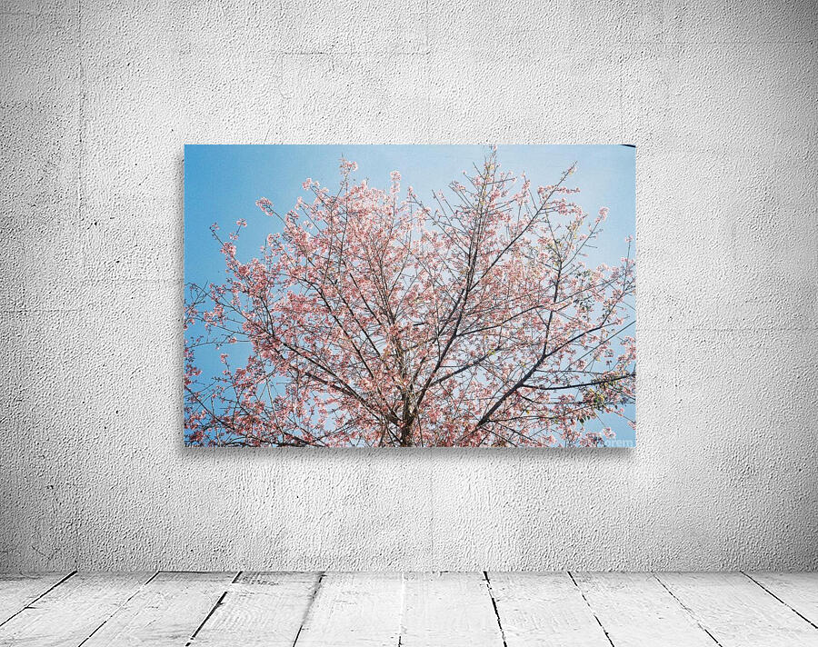 Blossom Wall Preview