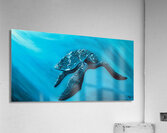 Collection HAWAII - Turtle 2 Acrylic Print