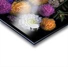 Multi color Dahlias   Acrylic print
