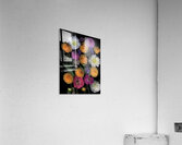 Multi color Dahlias   Acrylic Print