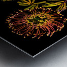 Protea and Kangaroo Paws Metal print