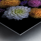 Multi color Dahlias   Metal print