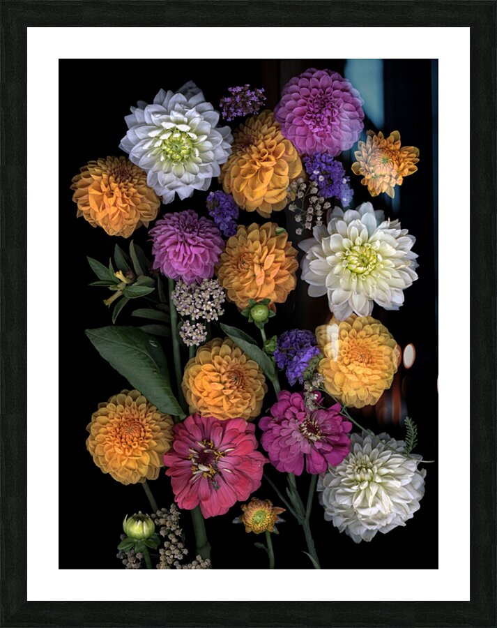 Multi color Dahlias   Picture Frame print