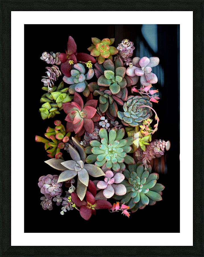 Succulent Montage Picture Frame print