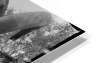  Lost Mammoth  HD Metal print