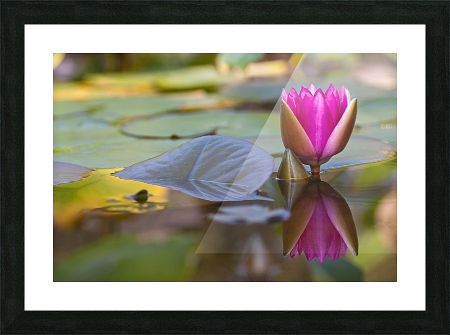 Arise Picture Frame print