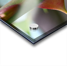 Macro Photography Acrylic print