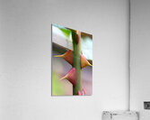 Macro Photography Acrylic Print