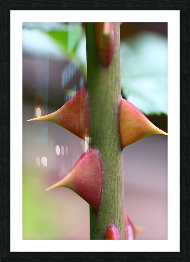 Macro Photography Picture Frame print