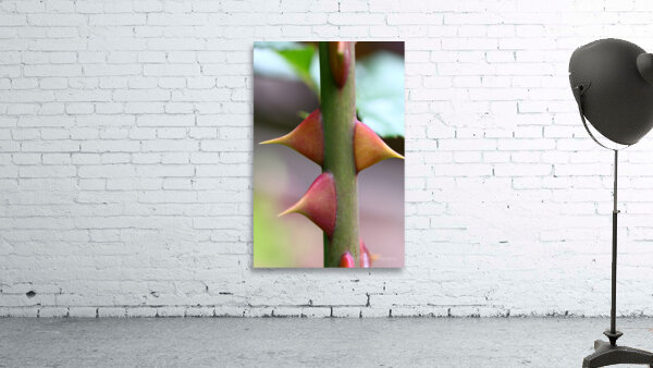 Macro Photography Wall Preview