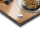 Apologetic Brown Yorkshire Terrier Puppy With Messy Bowl Impression Acrylique