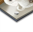 Playful White Bichon Frise Puppy Invites Mirror Reflection To Play Impression Acrylique