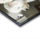 White Bichon Frise Puppy Contemplates Its Reflection Acrylic print