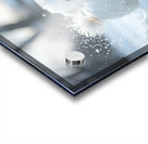 White Bichon Frise Puppy Discovers Fresh Snow In Winter Yard Impression Acrylique