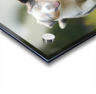 Blue Merle Australian Shepherd Puppies Playing Together In Tall Grass Impression Acrylique