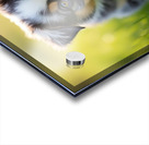 Blue Merle Australian Shepherd Puppy Ready To Play Hide And Seek Impression Acrylique