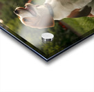 Beagle Puppy Enjoys Victory After Tug-Of-War Fun Impression Acrylique